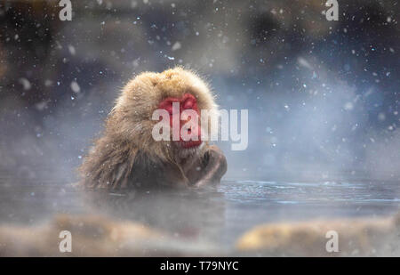 Singe de neige Banque D'Images