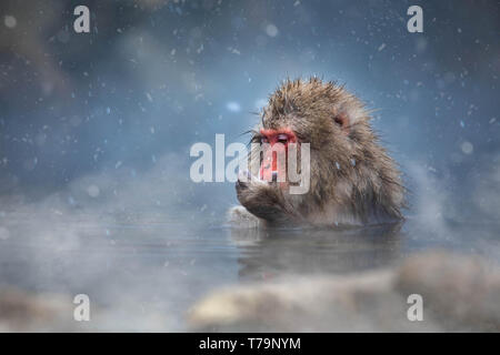 Singe de neige Banque D'Images