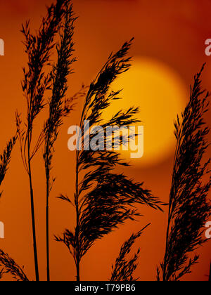 Phragmites communis roseau au coucher du soleil Norfolk UK Banque D'Images