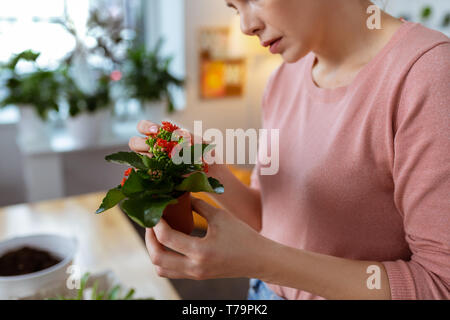 Petite jardinière. Close up of young woman holding plant aimant peu pot de fleurs avec les fleurs rouges Banque D'Images