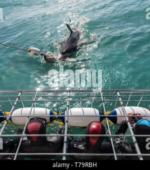 Plongeurs dans des cages dans Gaansbaai plongée en Afrique du Sud avec un grand requin blanc près de la cage dans l'aventure touristique Banque D'Images