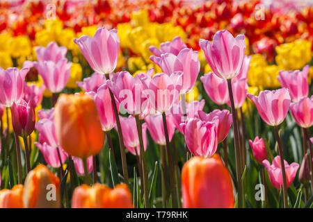 De nombreuses fleurs tulipes roses dans un champ Banque D'Images