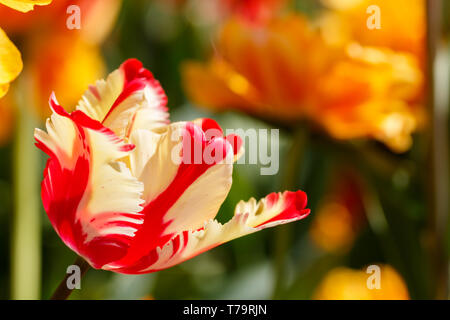 Featherd rouge et jaune Parrot Tulip Flower Banque D'Images