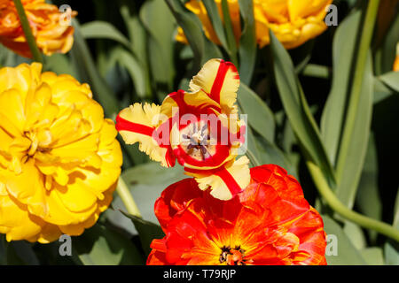 Featherd rouge et jaune Parrot Tulip Flower Banque D'Images