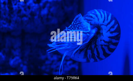 Nautilus pompilius nager dans l'aquarium Banque D'Images