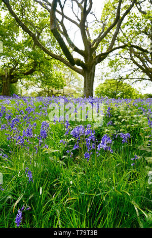 Bluebell wood sur une journée ensoleillée, en Angleterre Banque D'Images