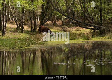 Un poney boire d'une forêt isolée de l étang à Mogshade Hill dans le New Forest, Hampshire, Royaume-Uni Banque D'Images