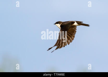 American Tree Swallow (Tachycineta bicolor) voler dans le ciel bleu, Iowa, États-Unis Banque D'Images