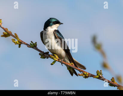 Hirondelle bicolore (Tachycineta bicolor), mâle, perché sur une branche, Iowa, États-Unis Banque D'Images