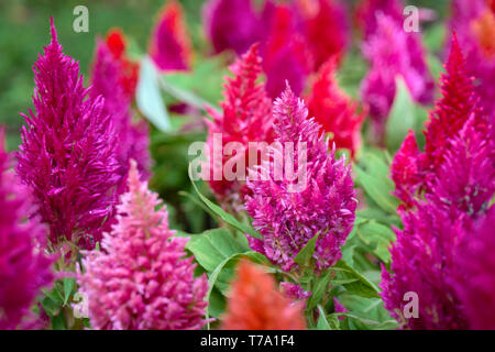 Fleur de laine chinois rose / Cockcomb dans le jardin terrain., en Thaïlande. Banque D'Images