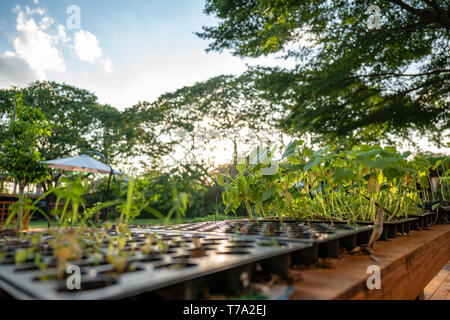 De jeunes arbres sont de plus en plus à l'entreprise agricole flowerpot en plastique dans une rangée avec grand arbre et le fond de ciel. Banque D'Images