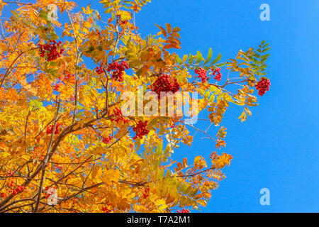 Des feuilles jaunes et des bouquets de rowan contre le bleu du ciel d'automne Banque D'Images