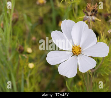 Blanc fleur Cosmos bipinnatus avec lumière naturelle en plein air Banque D'Images