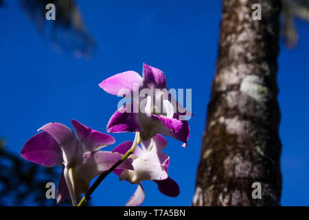 Close up of pink and white orchid dendrobium floue avec tronc de palmier contre ciel bleu, Chiang Mai, Thaïlande Banque D'Images