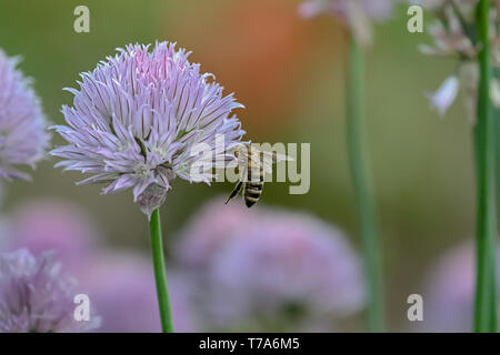 Fleur de ciboulette avec flying bee Banque D'Images