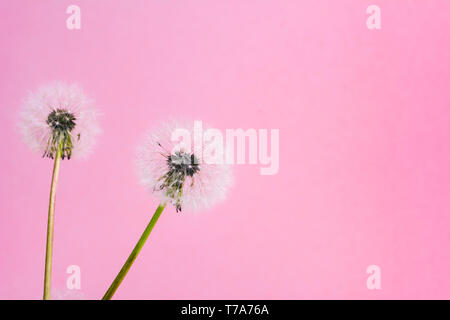 Fleurs de pissenlit et les graines sur fond rose Banque D'Images