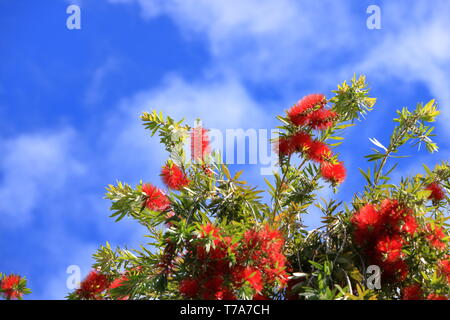Des pleurs d'une brosse fleur contre le ciel bleu, Callistemon Viminalis Banque D'Images