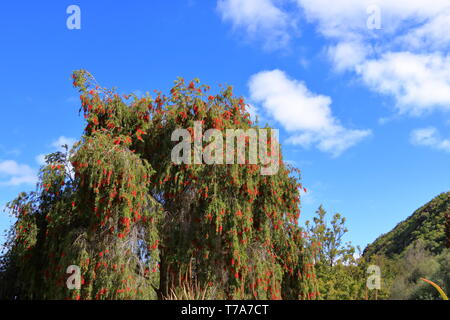 Des pleurs d'une brosse fleur contre le ciel bleu, Callistemon Viminalis Banque D'Images