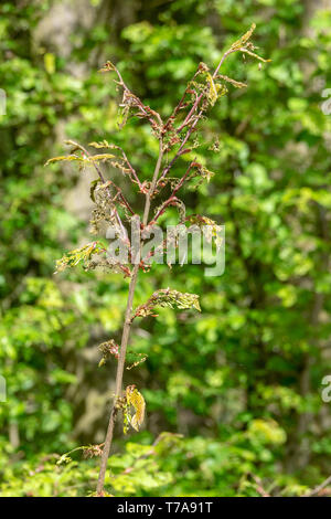 Dommage, la défoliation et le déboisement causé par un nombre élevé de l'hiver (Operophtera brumata) chenilles Banque D'Images