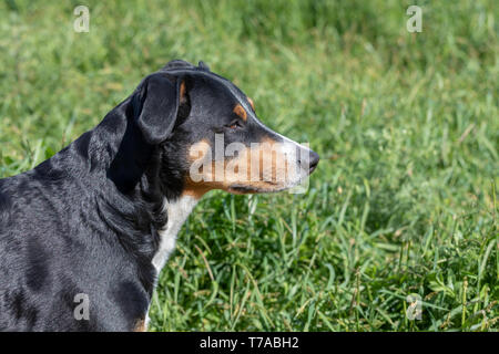 L'Appenzeller mountain chien assis dans l'herbe en plein air Banque D'Images