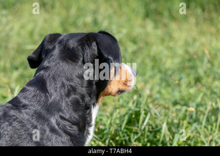 L'Appenzeller mountain chien assis dans l'herbe en plein air Banque D'Images