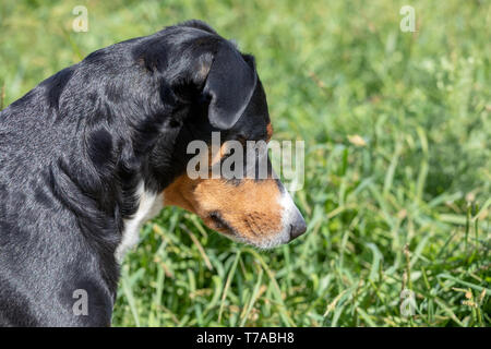 L'Appenzeller mountain chien assis dans l'herbe en plein air Banque D'Images