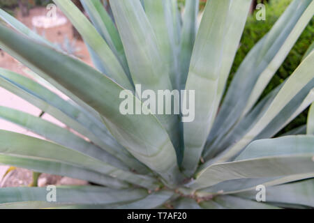 Agave à Tucson, Arizona, USA Banque D'Images