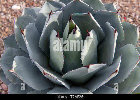 À épine noire (Agave agave macroacantha) croissant à Tucson, Arizona, USA Banque D'Images