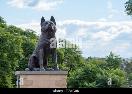 Le Big Blue Healer monument érigé dans le NSW Ville de Corlette en 2001 pour célébrer cette race de chien australien et sa contribution à l'agriculture Banque D'Images