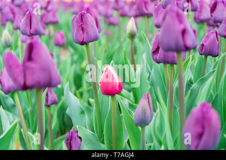 La tulipe colorée, scène, low angle view. De plus en plus ferme de fleurs tulipes. Un champ de tulipes violet et un rouge et blanc jardin en fleurs de tulipe. Banque D'Images