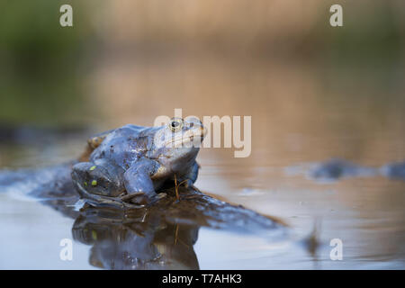 Photo Nature de la Moor frog Rana arvalis Banque D'Images