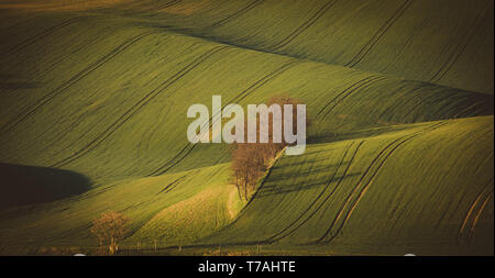 Matin voir de Šardice groves dans la campagne vallonnée de la Toscane morave, dans les domaines de champs et de vignobles, République Tchèque Banque D'Images