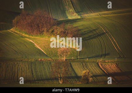 Matin voir de Šardice groves dans la campagne vallonnée de la Toscane morave, dans les domaines de champs et de vignobles, République Tchèque Banque D'Images