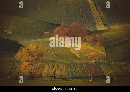 Matin voir de Šardice groves dans la campagne vallonnée de la Toscane morave, dans les domaines de champs et de vignobles, République Tchèque Banque D'Images