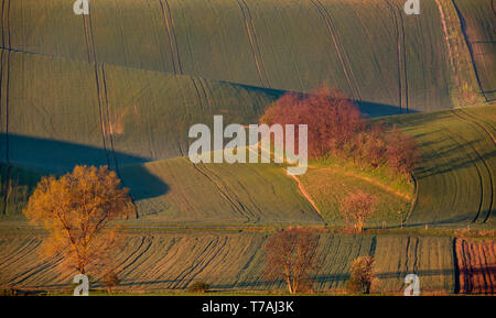 Matin voir de Šardice groves dans la campagne vallonnée de la Toscane morave, dans les domaines de champs et de vignobles, République Tchèque Banque D'Images