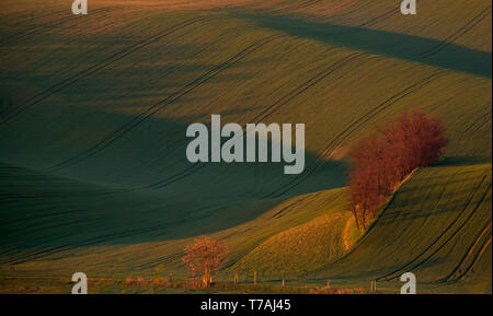 Matin voir de Šardice groves dans la campagne vallonnée de la Toscane morave, dans les domaines de champs et de vignobles, République Tchèque Banque D'Images