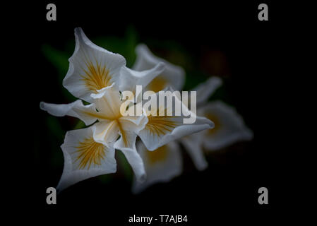 L'Afrique blanche, Iris Dietes iridioides, sur fond sombre, vue du dessus. Cette plante ornementale dans la famille iridacées les fleurs ne durent qu'une journée. Banque D'Images