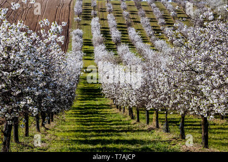 La floraison des arbres fruitiers verger blanc entre des champs dans les collines de Moravie du Sud, République Tchèque Banque D'Images