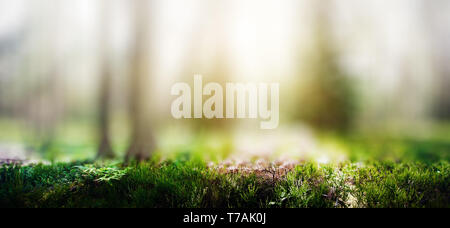 Panorama des forêts sauvages Banque D'Images