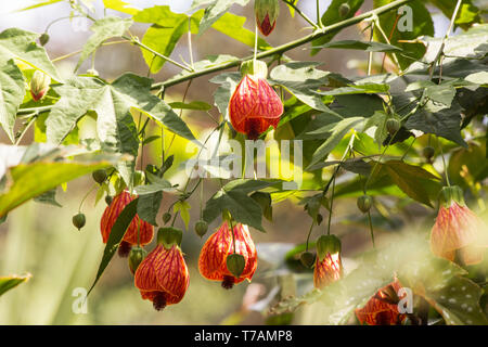 Rouge veine Indian Mallow (Abutilon Pictun) sur fond naturel Banque D'Images