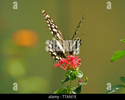 Points chauds & stripes - Citrus Swallowtail butterfly ou de Noël (Papilio caravaggio collier style necklace) se nourrissant de fleur rouge contre le fond uni de Watamu, Kenya, Africa Banque D'Images