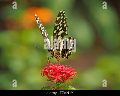 Points chauds & stripes - Citrus Swallowtail butterfly ou de Noël (Papilio caravaggio collier style necklace) se nourrissant de fleur rouge contre le fond uni de Watamu, Kenya, Africa Banque D'Images