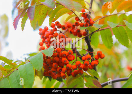 Bunche de fruits rouges sur une branche de sorbier Banque D'Images