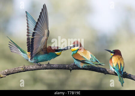 Lutte entre mangeurs d'abeilles d'Europe (Merops apiaster) Banque D'Images