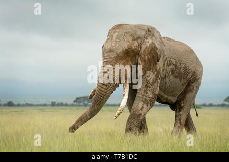 L'éléphant africain (Loxodonta africana) bull marche sur la savane, le parc national Amboseli, au Kenya. Banque D'Images