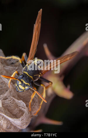 Femme wiorker Polistes nympha wasp protégeant son nid contre les attaques Banque D'Images