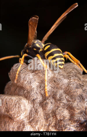 Femme wiorker Polistes nympha wasp protégeant son nid contre les attaques Banque D'Images