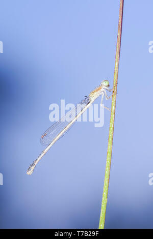 Une femme couverte de rosée Citrine Forktail fraîchement émergés (Ischnura hastata) est perché sur un brin d'herbe en début de matinée. Banque D'Images