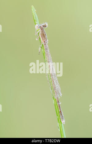 Une femme couverte de rosée Citrine Forktail fraîchement émergés (Ischnura hastata) est perché sur un brin d'herbe en début de matinée. Banque D'Images