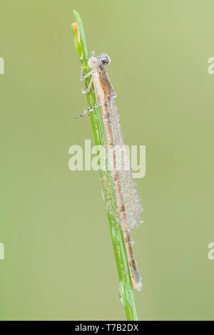 Une femme couverte de rosée Citrine Forktail fraîchement émergés (Ischnura hastata) est perché sur un brin d'herbe en début de matinée. Banque D'Images